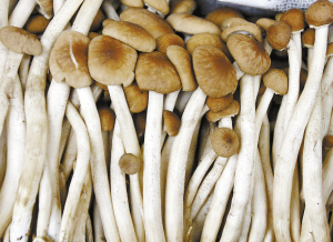 蘑菇 香菇 300_218
